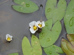Sagittaria guayanensis