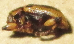 Afroeurydemus nubiensis