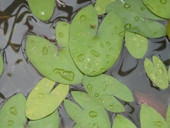 Sagittaria guayanensis