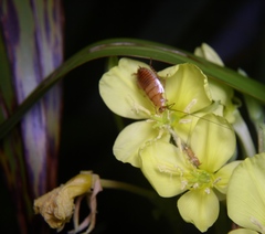 Celatoblatta vulgaris