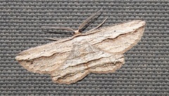 Euphronarcha luxaria