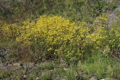 Senecio rigidus