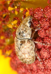 Trigonorhinus