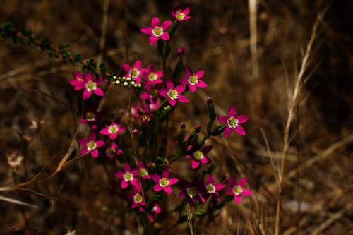 Image of Zeltnera davyi by (c) Arvel Hernandez, some rights reserved (CC BY)