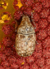 Trigonorhinus
