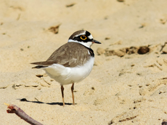 Charadrius dubius