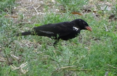 Bubalornis niger