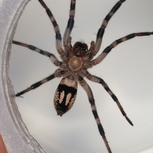 Carolina Wolf Spider