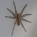 Carolina Wolf Spider - Photo (c) Russell Pfau, some rights reserved (CC BY-NC), uploaded by Russell Pfau