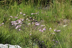 Senecio glastifolius