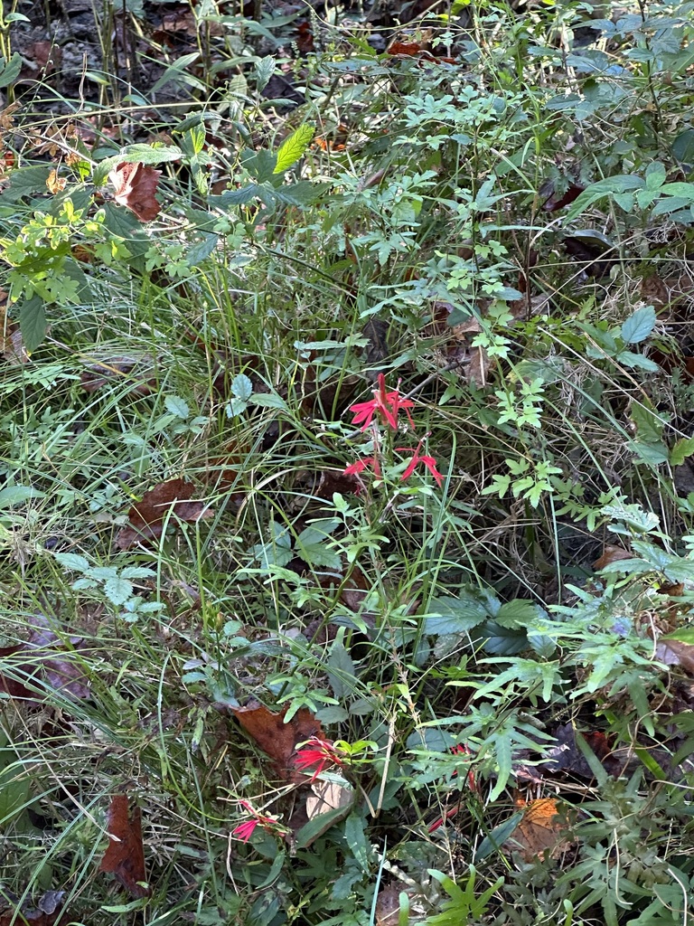 cardinal flower from Prairieville, LA 70769, USA on October 2, 2022 at 0932 AM by Jane Ambler