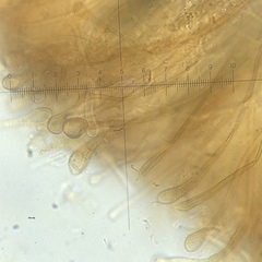 Glutinoglossum glutinosum image