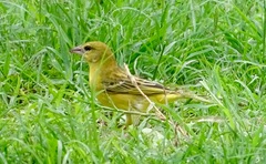 Ploceus velatus
