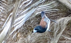 Spermestes bicolor nigriceps