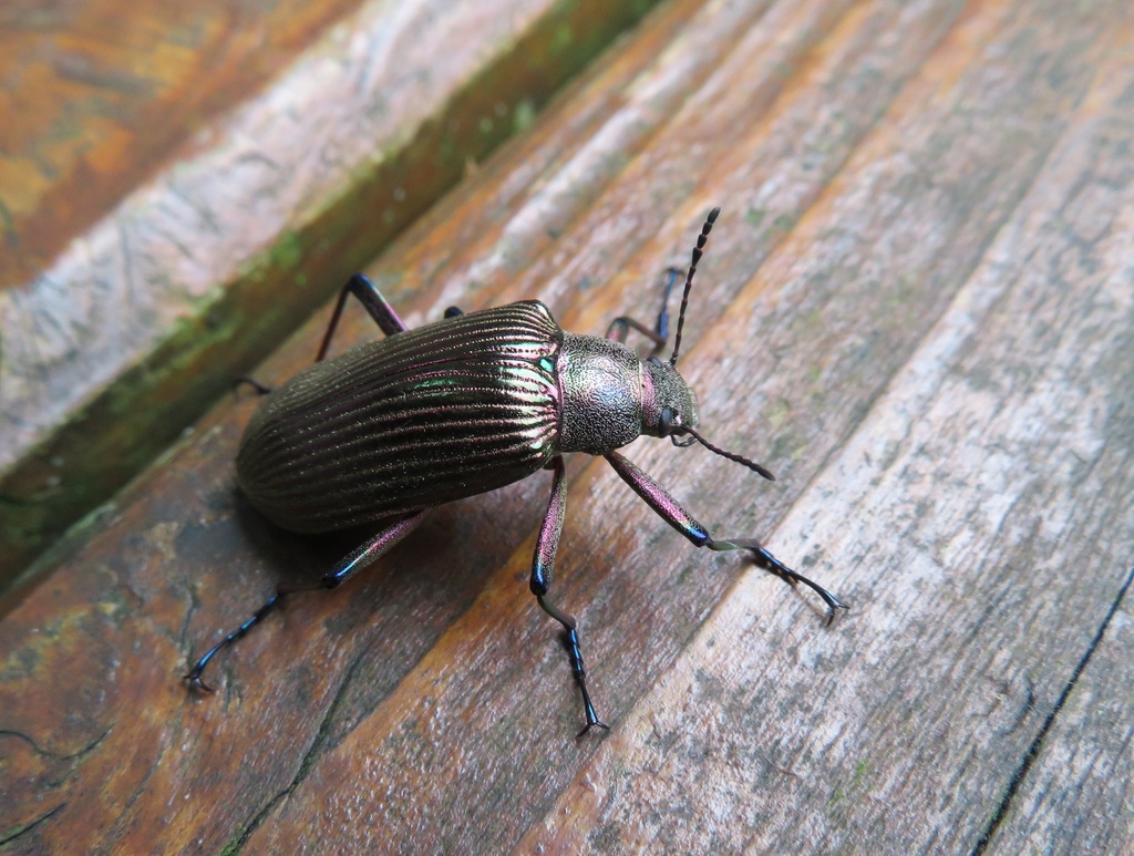 Andocamaria formosana