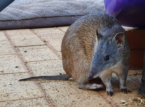 Quenda, Western Australia, AU, photo 9 of 10