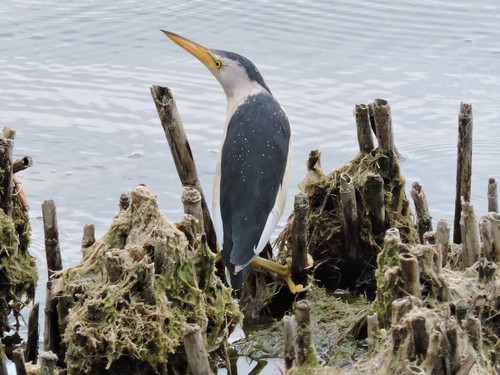 Čapljica voljak (Botaurus minutus)