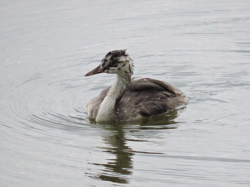 Ćubasti gnjurac (Podiceps cristatus)