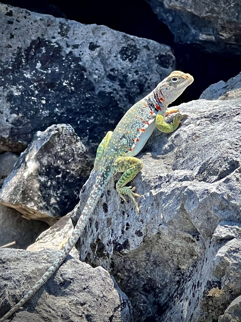 Eastern Collared Lizard from Belton, TX, US on June 21, 2023 at 10:53 ...