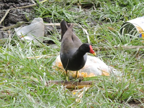 Mlakuša (Gallinula chloropus)
