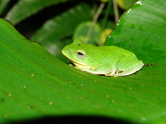 Zhangixalus taipeianus