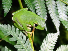 Zhangixalus taipeianus