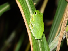 Zhangixalus taipeianus