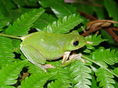 Zhangixalus taipeianus