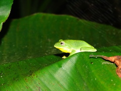 Zhangixalus taipeianus