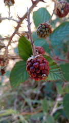 Dryadocoris apicalis