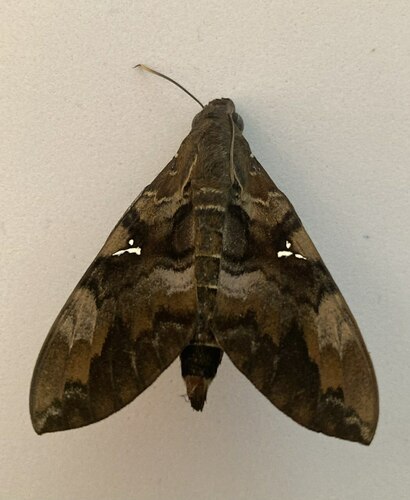 Accented Nephele