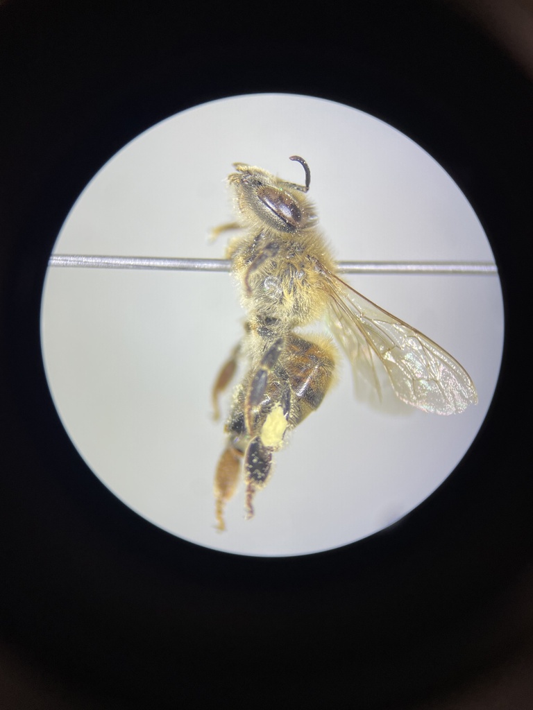 Apine Bees from 2201 S Midland Dr, Midland, TX 79703, USA on June 26 ...