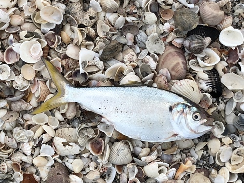 Yellowfin Menhaden (Brevoortia Smithi) · INaturalist