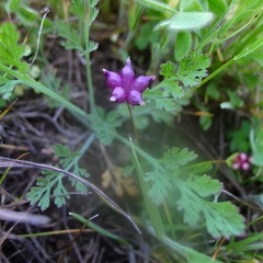 Trifolium depauperatum