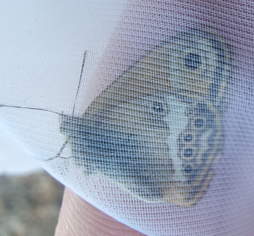 Coenonympha dorus