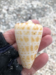 Conus spurius image