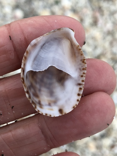 Common Atlantic Slippersnail