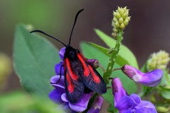Zygaena osterodensis