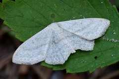 Scopula nigropunctata
