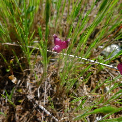 Trifolium depauperatum