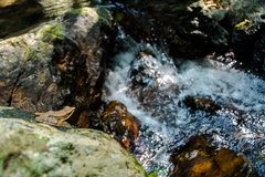 Indosylvirana