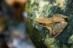 Indosylvirana