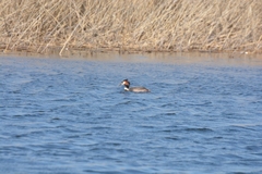 Podiceps cristatus