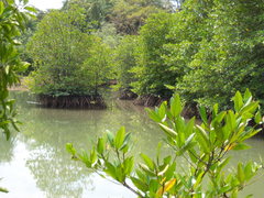 Rhizophora apiculata