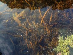 Carpophyllum maschalocarpum