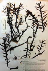 Carpophyllum maschalocarpum