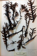 Carpophyllum maschalocarpum