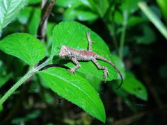 Diploderma polygonatum xanthostomum