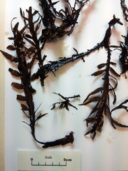 Carpophyllum maschalocarpum