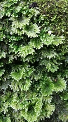 Hypopterygium didictyon